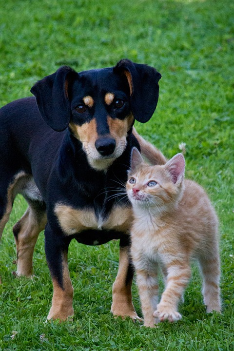 Hund og kat på græs
